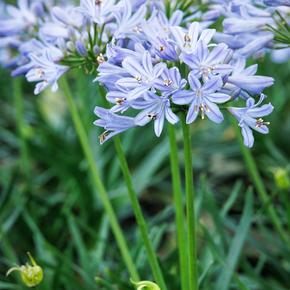 Baby Pete Agapanthus - 1 Gallon