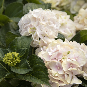 Seaside Serenade Cape Lookout Hydrangea - 2 Gallon
