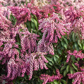 Enchanted Forest Collection Impish Elf Pieris - 1 Gallon