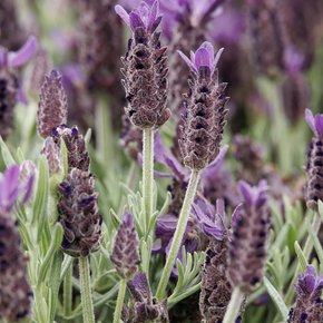 Anouk Purple Medley Lavender - 1 Gallon