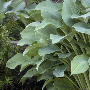 Krossa Regal Hosta - 5 Gallon