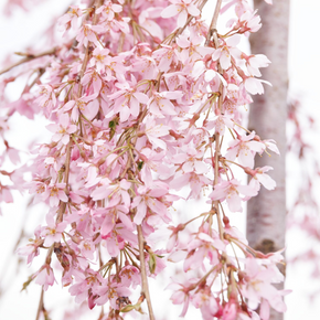 Weeping Higan Flowering Cherry - 10 Gallon