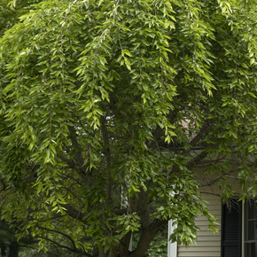 Weeping Higan Flowering Cherry - 10 Gallon