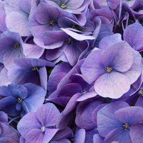 Hi Horizon Blue Hydrangea - 2 Gallon
