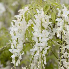 White Japanese Wisteria