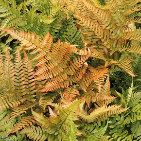 Brilliance Autumn Fern - 1 Gallon