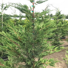 Leyland Cypress - 10 Gallon