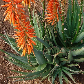 Safari Orange Aloe - 1 Gallon