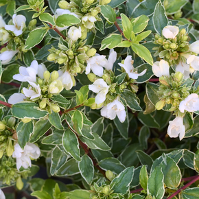 Lucky Lots Abelia - 1 Gallon
