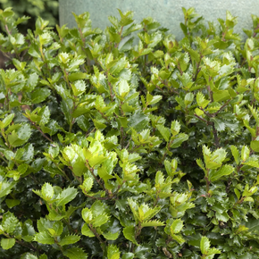 Emerald Magic Meserve Holly - 3 Gallon
