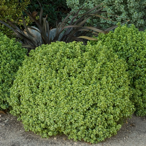Golf Ball Pittosporum - 1 Gallon