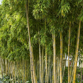 Golden Bamboo - 5 Gallon