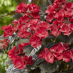 Tuxedo Black Tie Hydrangea - 2 Gallon