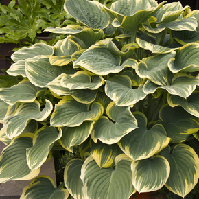 Sagae Hosta - 1 Gallon