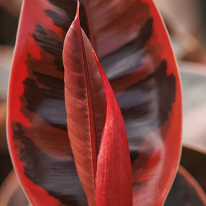 Ruby Rubber Plant - 6 in.