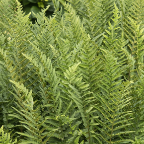 Jurassic T‑Rex Wood Fern - 2 Gallon