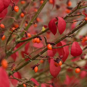 Cole's Compact Burning Bush - 1 Gallon