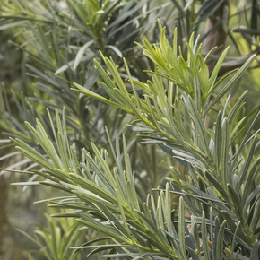 Shrubby Yew Podocarpus - 1 Gallon