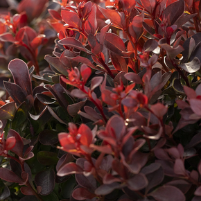 Pygmy Ruby Barberry - 2 Gallon