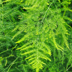 Climbing Asparagus Fern