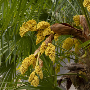 Windmill Palm