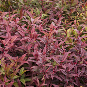 Scarletta Leucothoe - 1 Gallon