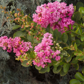 Petite Pinkie Crape Myrtle