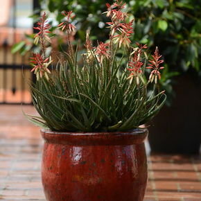 Safari Sunrise Aloe - 1 Gallon