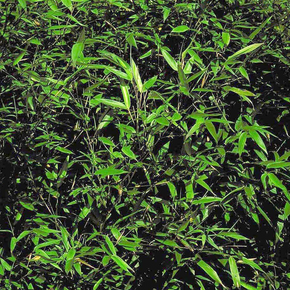 Yellow Groove Bamboo - 5 Gallon