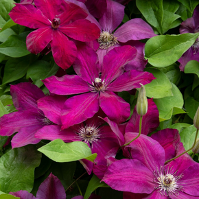 Westerplatte Clematis - 1 Gallon