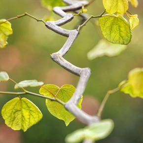 Zig Zag Redbud - 5 Gallon
