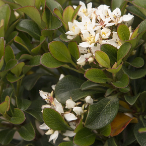 Southern Moon Yedda Hawthorn - 1 Gallon