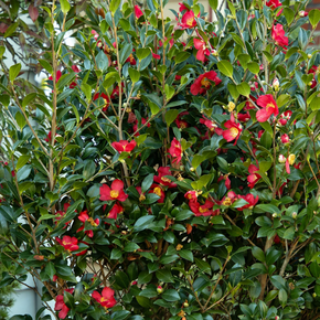 Yuletide Camellia - 5 Gallon