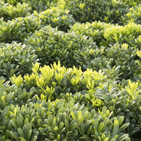 Wheeler's Dwarf Japanese Pittosporum - 1 Gallon