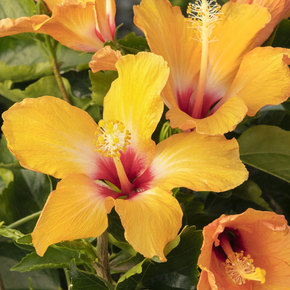 Cherie Hibiscus - 1 Gallon