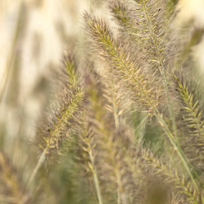 Little Bunny Dwarf Fountain Grass - 1 Gallon
