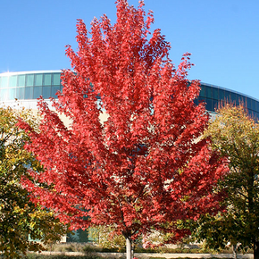 Autumn Blaze Maple - 5 gallon