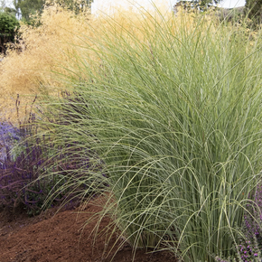 Morning Light Maiden Grass - 1 Gallon