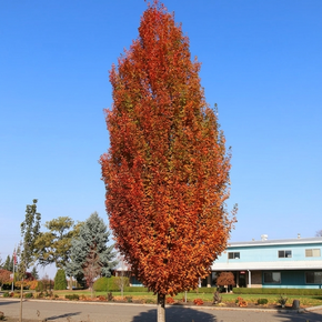Armstrong Gold Maple