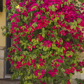 Barbara Karst Bougainvillea