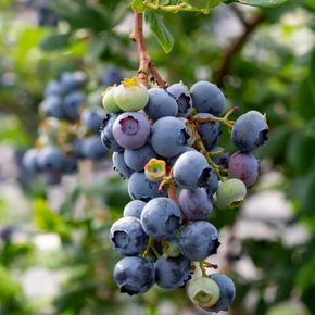 Jewel Southern Highbush Blueberry