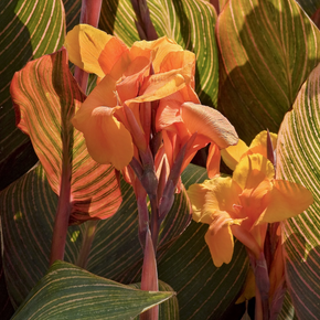 Tropicanna Canna - 2 Gallon