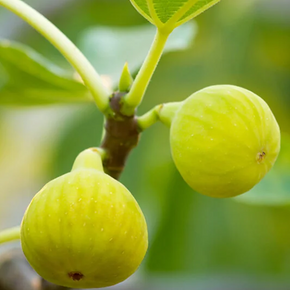Desert King Fig - 5 Gallon