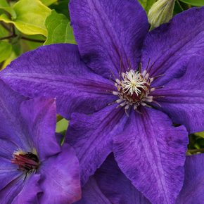 Royal Cascade Clematis - 1 Gallon