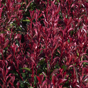 Red Dynamo Photinia
