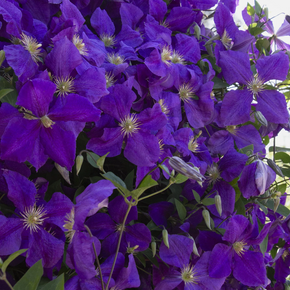 Jackman Superba Clematis