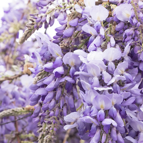 Chinese Wisteria - 1 Gallon