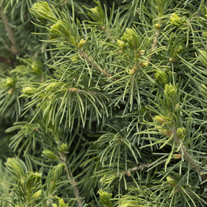 Dwarf Alberta Spruce