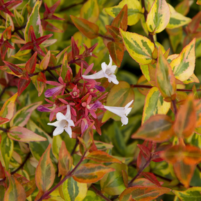Kaleidoscope Abelia - 1 Gallon