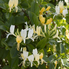 Hall’s Japanese Honeysuckle